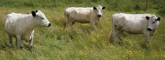 Three British White Cows
