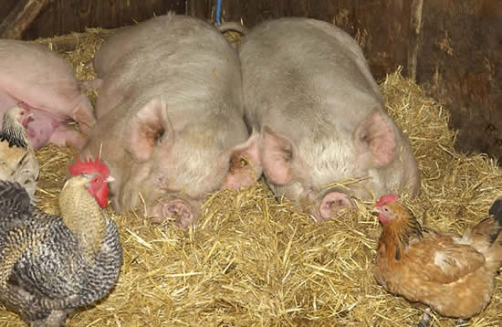 Middle White Sows with Farm Chickens