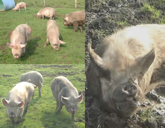 Savin Hill Farm pigs
